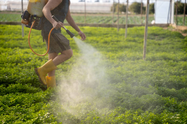 Best Ant Control Services  in Midway North, TX