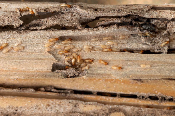 Spider Control Near Me in Midway North, TX
