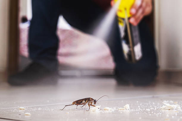 Flea Control Services in Midway North, TX