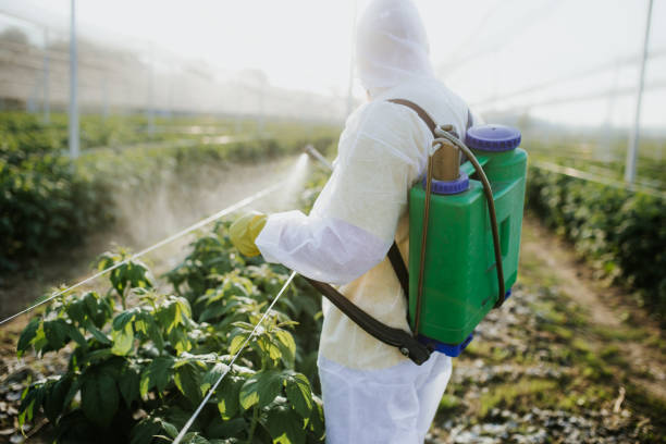 Best Bed Bug Extermination  in Midway North, TX